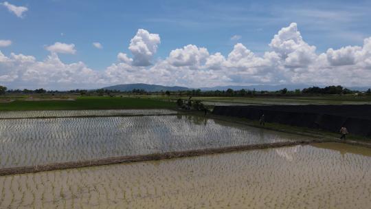 航拍稻田插秧插苗的农民水稻种植