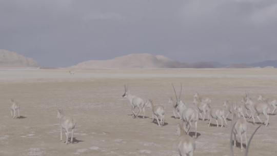 西藏羌塘野生藏羚羊群奔跑航拍4K