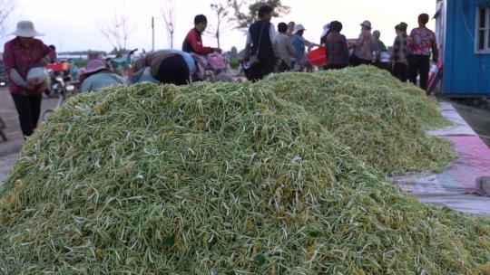 金银花种植加工收获三农金银花加工