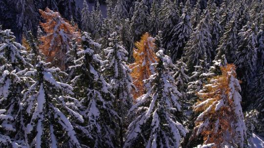 冬季山坡上的松树林