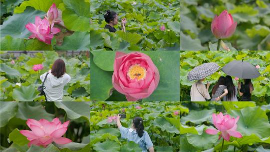 莲香四溢：游客与蜜蜂的莲花园打卡记高清在线视频素材下载