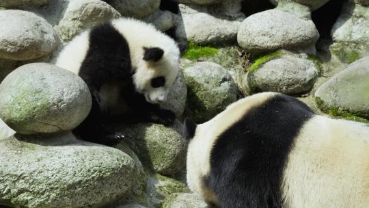 大熊猫幼崽和妈妈一起玩耍