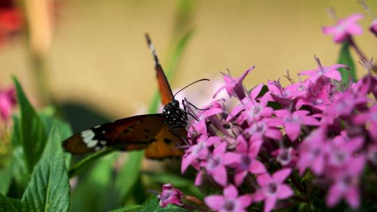 微距花丛中采蜜劳动辛勤工作的蝴蝶