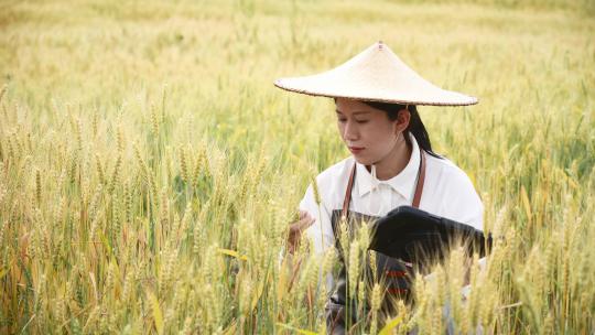 科员人员在麦田里研究麦子