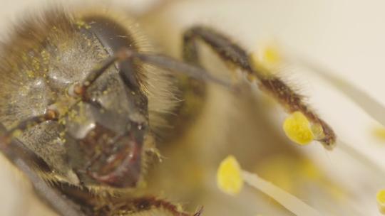 蜜蜂在花上采蜜头部特写