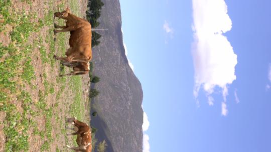 蓝天白云下的吃草的牛