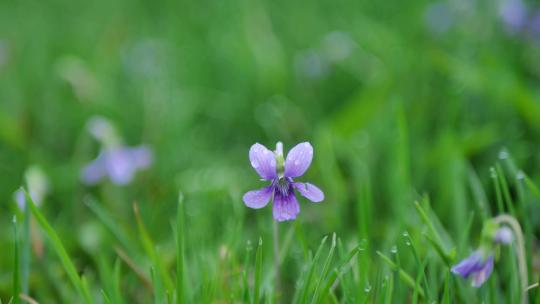春天草地紫色花