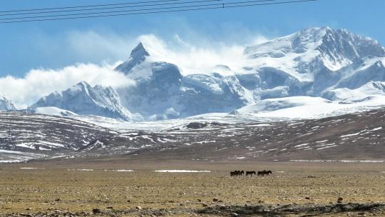 西藏雪山下的藏野驴视频素材模板下载