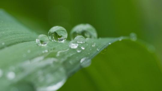植物上的露珠实拍镜头