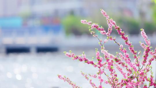 河堤旁被风吹动的粉色山桃花