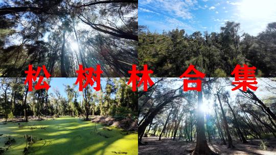【合集】松树林森林阳光树林穿梭唯美大自然高清在线视频素材下载