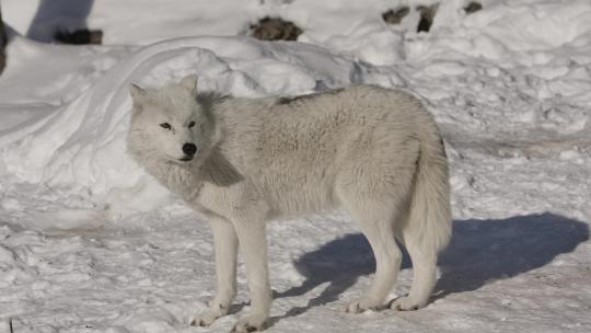 雪中的狼狩猎孤狼雪地里的狼群捕猎