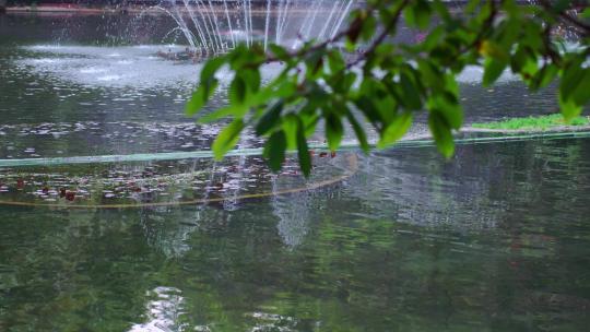 河边树叶树枝水中倒影视频素材模板下载