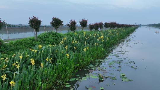 航拍武汉荆州小龙虾养殖基地