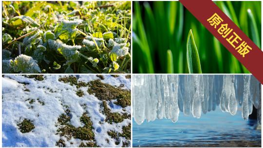 春天冰雪融化植物发芽生长