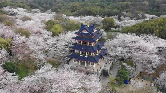 鼋头渚樱花