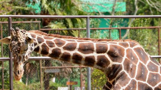 南京红山动物园里一只长颈鹿4K