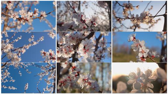 春天阳光下盛开的杏花高清在线视频素材下载