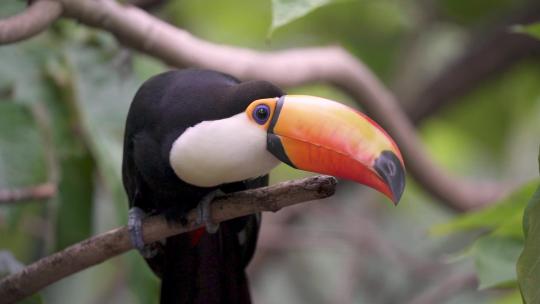 热带野鸟，有五颜六色的喙，toco巨嘴鸟，在其自然环境中栖息