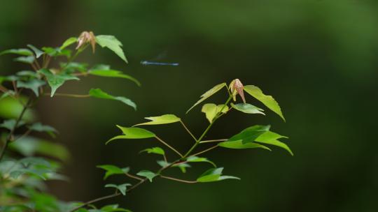 杭州虎跑 蜻蜓从绿色树叶边飞过