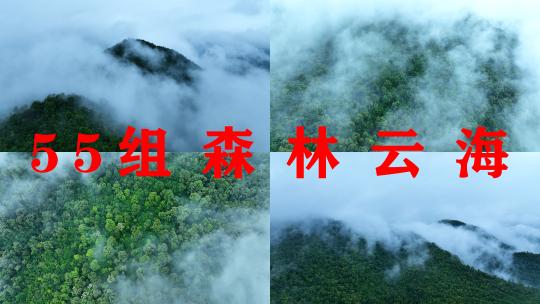 森林云海航拍森林雨天森林俯拍树林山间云雾高清在线视频素材下载