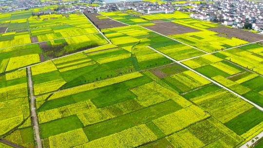 油菜花 乡村振兴 航拍汉中平原油菜花花海