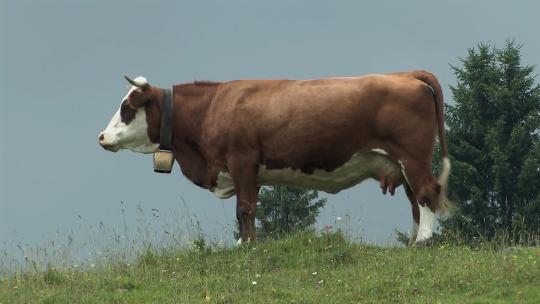 奶牛在山上吃草视频素材模板下载