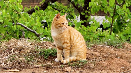 中华田园猫橘色狸花猫农村土猫
