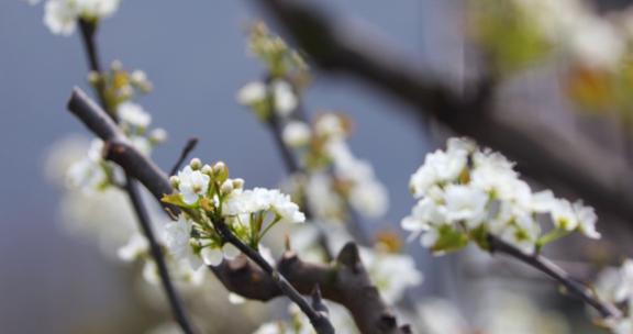 春天梨园梨花盛开