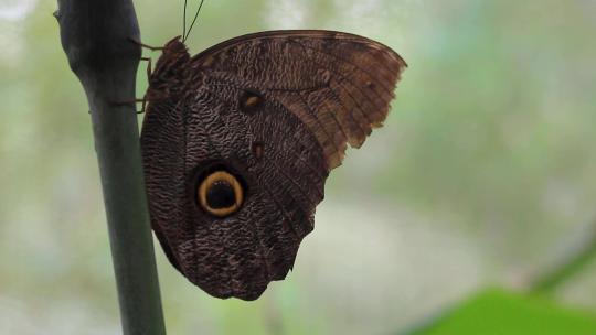 亚马逊的一只美丽蝴蝶