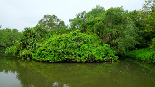 海南热带湿地公园小河