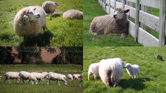 【合集】绵羊羊群畜牧业放牧