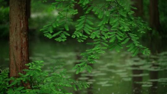杭州虎跑下雨天雨滴打在绿色树枝叶子和水面视频素材模板下载
