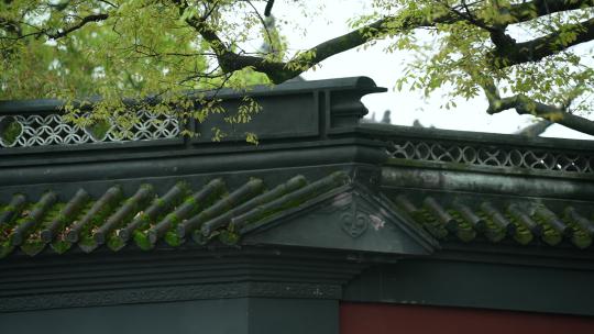 杭州钱王祠春天清明节雨天古建筑自然唯美