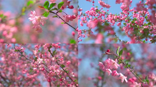 春天盛开海棠花高清在线视频素材下载