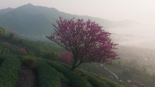 杭州富阳拔山村樱花树茶园乡村云雾航拍