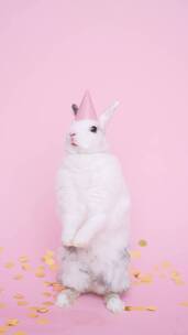 竖屏可爱的兔子戴着派对帽