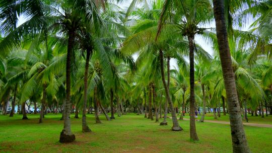 海南岛椰树林 海边椰子树 热带风情