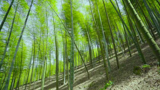 竹林里拍摄绿色竹子