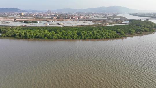 航怕福建漳州九龙江生态系统红树林湿地视频素材模板下载