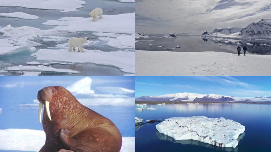 【合集】海豹 北极熊 冰川 探险