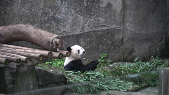 熊猫吃东西