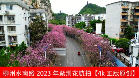 柳州春季紫荆花2023年多镜头水南路