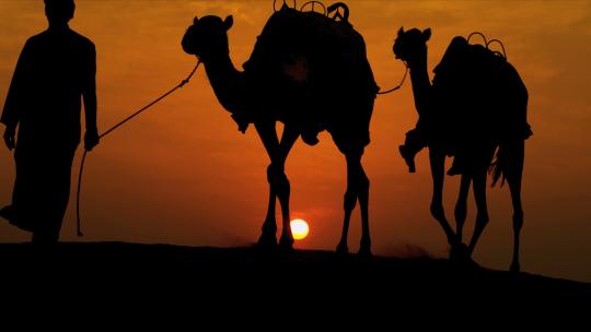 落日下的骆驼队