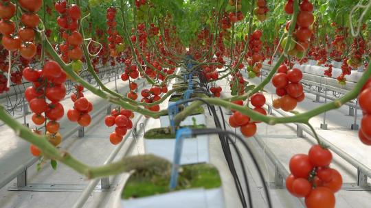 现代化设施大棚西红柿番茄视频素材模板下载