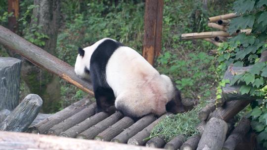 6811 动物园 各种动物 大象 熊猫 鸟