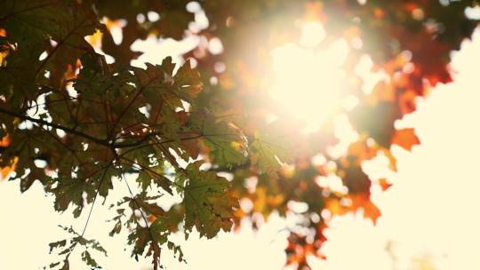 自然风景唯美黄色枫叶树叶空镜秋天风景实拍