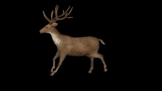 鹿奔跑动画视频素材模板下载