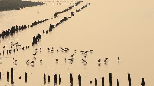 深圳湾的黑尾塍鹬