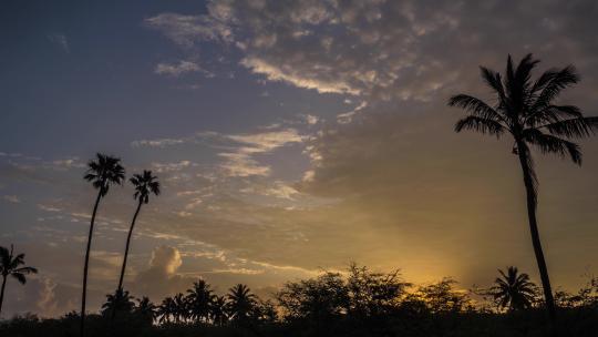 海南风光 海南椰子树 夕阳椰子树